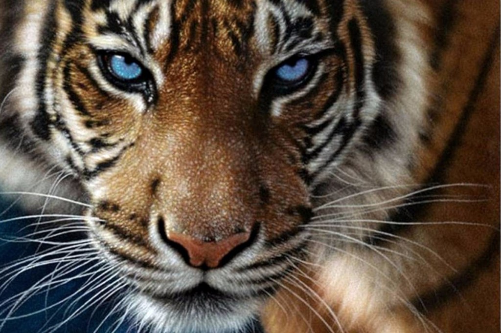 free-desktop-tiger-eyes-wallpapers-dowload