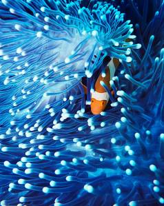 clown fish and anemone